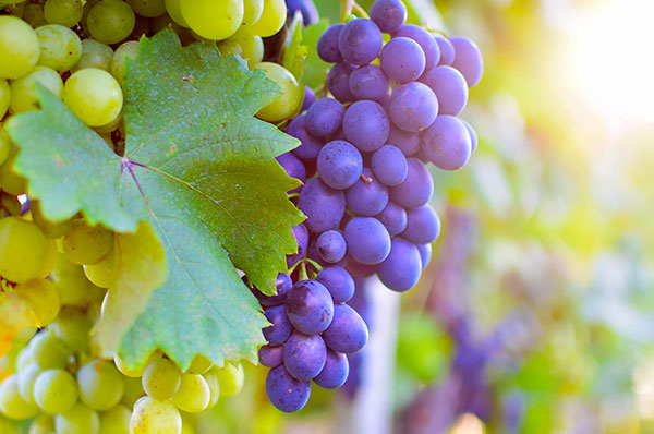 藍莓粉廠家供應(yīng)